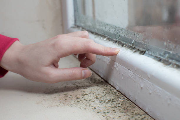 Best Air Quality Testing for Mold Spores  in Berea, OH