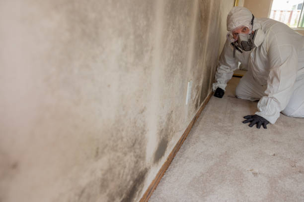 Trusted Berea, OH Mold Removal Experts